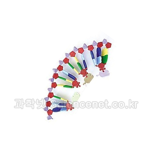 RNA모델(Molymod)