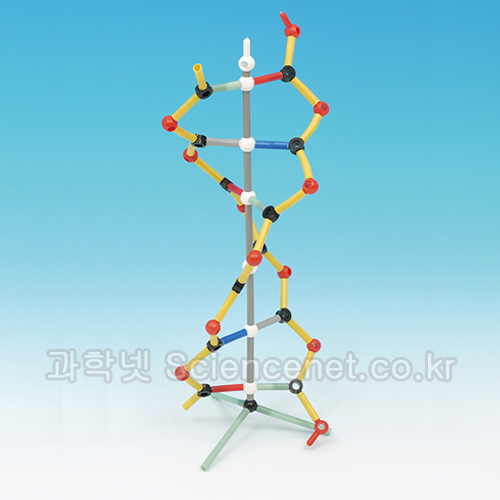 소형 DNA 분자구조 키트
