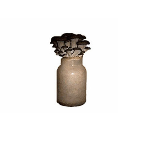느타리버섯기르기(30개세트) 버섯키우기