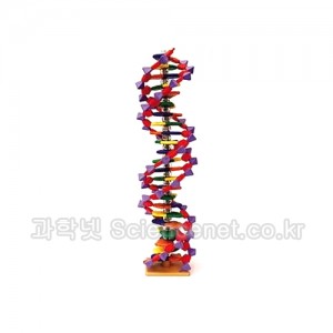 DNA모델1(Molymod)