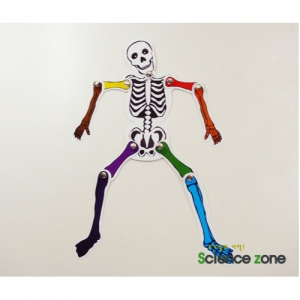 칼라뼈아저씨(10인용)  /뼈의 구조와 기능 인체 골격 모형 만들기 맞추기