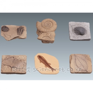 명작화석-교과서화석모형(6종세트)
