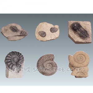 명작화석-삼엽충3종+암모나이트3종