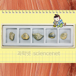 조개화석세트(5종 목상자)