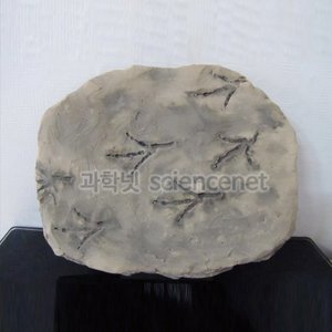 새발자국화석(전시용)