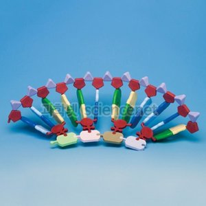 RNA모델세트(단백질합성키트)A형(영국제품)