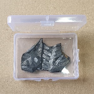 고사리화석(보급형)