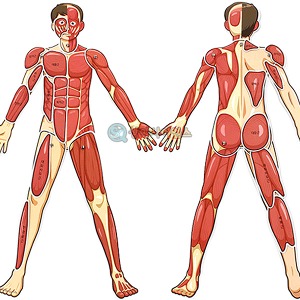 인체의 신비 인체 근육 모형 (완성시 약70cm)(1인용 포장)