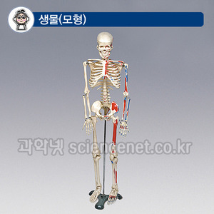 인체골격모형(중형-칼라有)