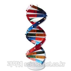 DNA이중나선모형만들기(1인용)