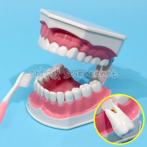 [유비네1259] 치아모형(치아분리형)