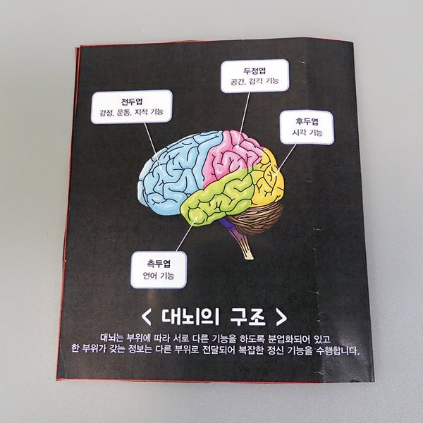 [유비네3646] 뇌의 구조와 기능 H (1인용)