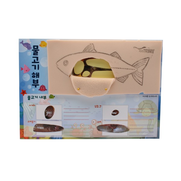 [유비네1789] 물고기해부 만들기(5인세트)