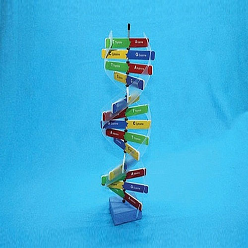 [유비네75] DNA구조 만들기(5인세트)