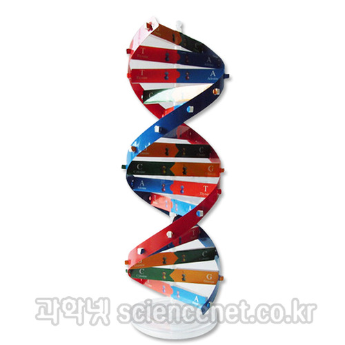 [유비네940] DNA이중나선모형만들기(1인용)