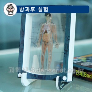3D액자만들기(인체)  /소화기-근육-뼈
