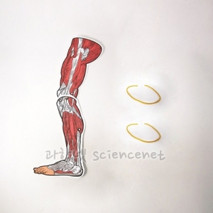 다리 근육 모형 만들기 H (5인용)