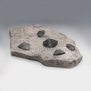 완족류화석(Brachiopod 전시용화석)