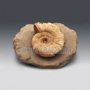 암모나이트전시용화석(Ammonite)