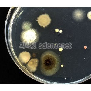 손에있는세균과곰팡이확인-배지만들기(5인용)