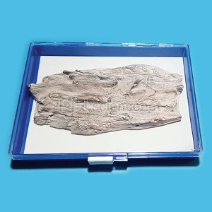 나무화석모형(보관케이스포함)