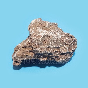 산호화석(보관케이스포함)