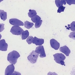 입안상피세포 영구표본(2개1조)
