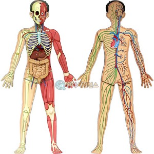 인체의 신비 인체전신 입체모형(1인용 포장)