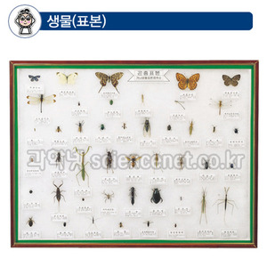 곤충표본45종-25종