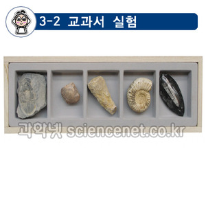 동물화석표본(5종1조)